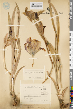 LE 01048086