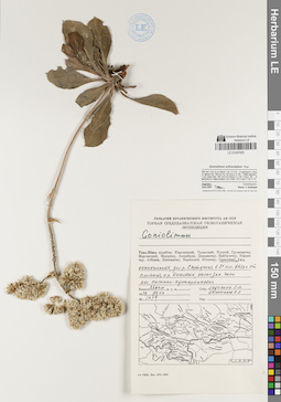 LE 01047935
