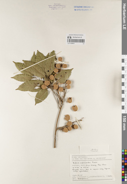 LE 01169418