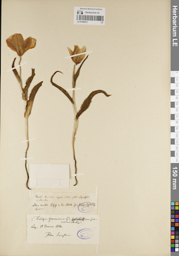 LE 01205017