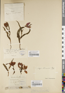 LE 01205018
