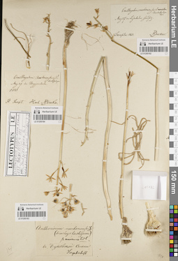 LE 01205182