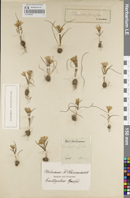 LE 01205198