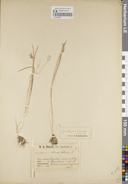 LE 01205203