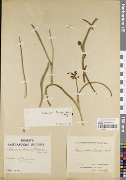 LE 01053065