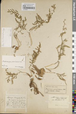 LE 01205241
