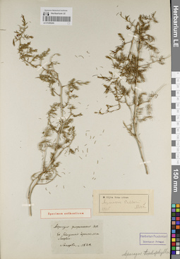 LE 01205244