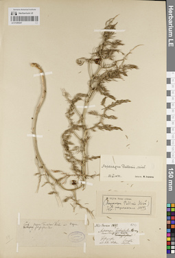 LE 01205247