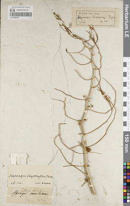 LE 01205215