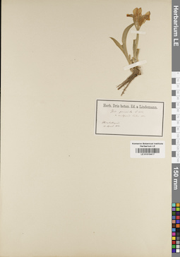 LE 01015417