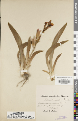 LE 01026090