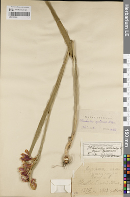 LE 01205269