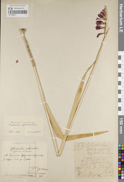 LE 01205271
