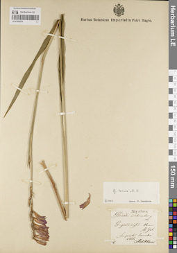 LE 01205276