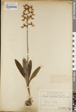 LE 01205306