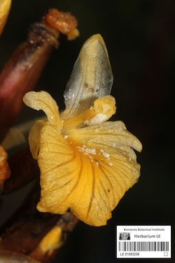 LE 01093259