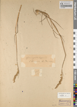 LE 01165040