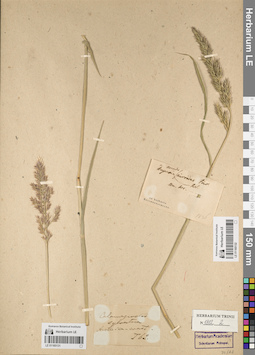 LE 01165132
