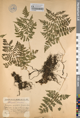 LE 01204482