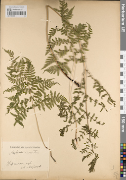 LE 01204486