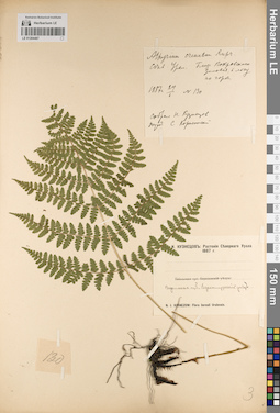 LE 01204487