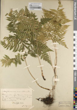 LE 01204447