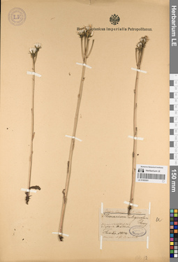 LE 01083091