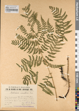 LE 01204595