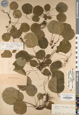 LE 01031896