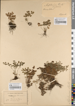 LE 01218015