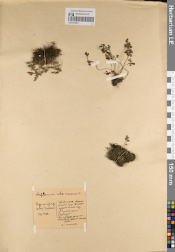 LE 01218041