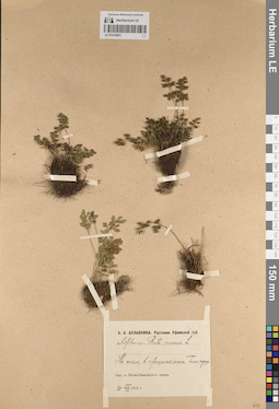 LE 01218051