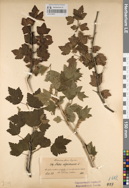 LE 01218075