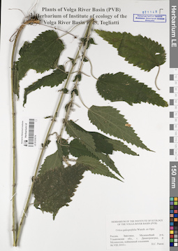 LE 01218174