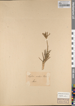 LE 01166037