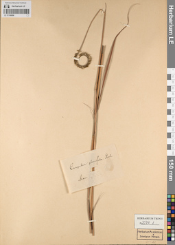LE 01166096