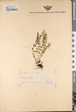 LE 01218701