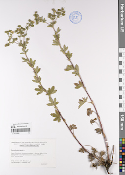 LE 01119099