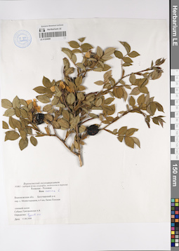 LE 01204699