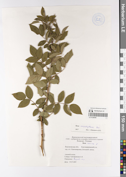 LE 01206446