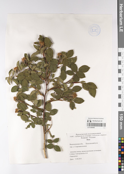 LE 01206448