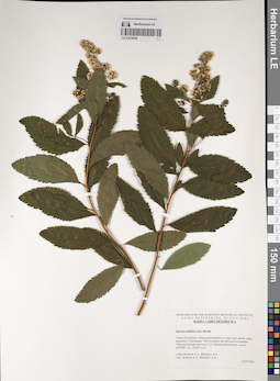 LE 01219036