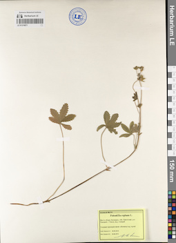 LE 01219071