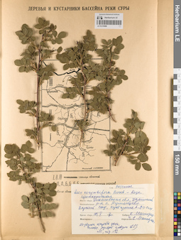 LE 01219086