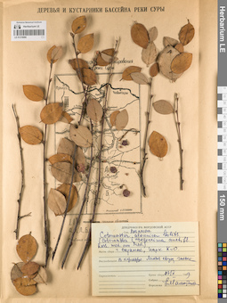 LE 01219090