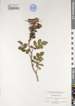 LE 01219449