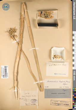 LE 01071781