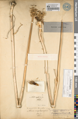 LE 01191163