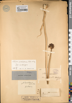 LE 01191177