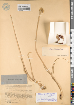 LE 01191187